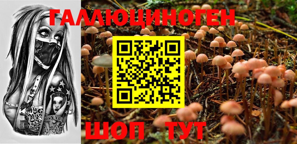 Псилоцибиновые грибы Psilocybe Балабаново